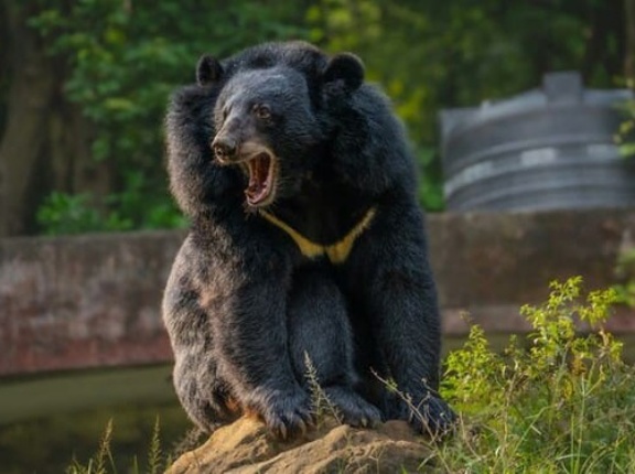 「クマに襲われ傷を負ったが命に別状なし」←これ実際はキツい状況らしいな