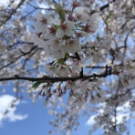 らんま稽古日記&らんま便り