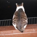 猫に小判を与えたら。 埋蔵金：壱千九百壱両　暗闇に2匹を追うのはぁ・・・。