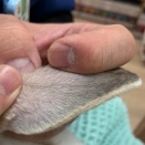 ネルちゃんの避妊手術は…。