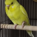 暴れすぎて、足を痛める