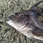 クボタメガネ blog