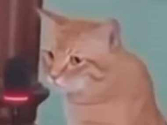 【モフモフ指導者】 信者たちが今日も集まっていた。神の言葉を聞きなさい！ → ありがたい「お言葉」はこちらです…