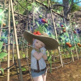 『FF14 無人島の畑でアイルパースニップとアイルトマトが出来ていてとっても美味しそうでしたヾ(〃^∇^)ﾉ　レベル１　開拓ランク１０』の画像