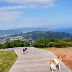 豆柴麦うた日記