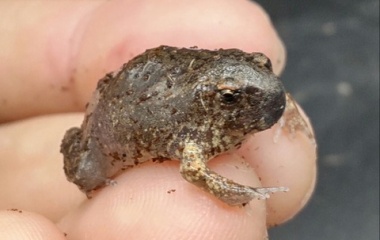 『爬虫類・両生類入荷情報！』の画像