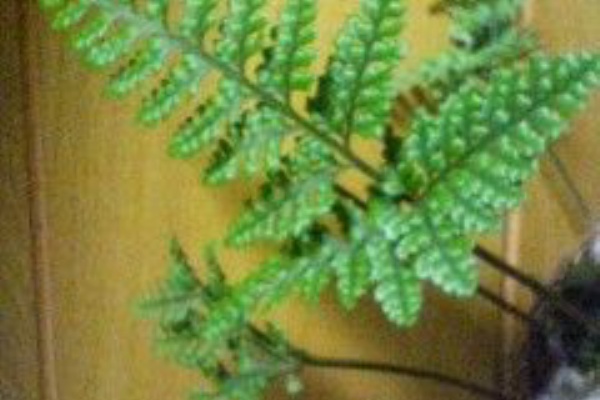 シノブ シダ類 庭師見習い徒然日記