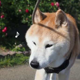 バ〜ラが咲いた♪バ〜ラが咲いた♪