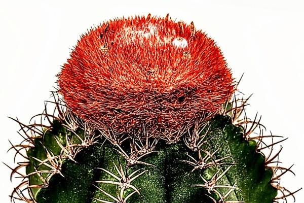 ❣️多肉植物 ユーフォルビア オベサ 大株 雄❣️ Euphorbia obesa (f.variegata ?) ユーフォルビア オベサ (錦