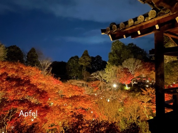 東福寺の夜間参拝