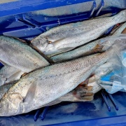 2025年12月16日　釣果