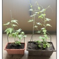 今年もゴーヤはじめました【ベランダ菜園2026】10日で驚きの成長！