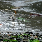 治水緑地の野鳥日記