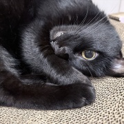 バリバリボウルが大好きな猫たち