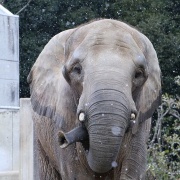 雪が降ってきた♪