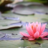 『在家の人も阿羅漢になれる＝ここの全員が悟ってもいいんですよ』の画像