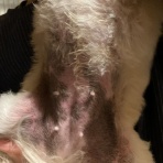 動物病院のキャリコ先生～ぃ