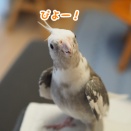 クスィーの歌の点数は…