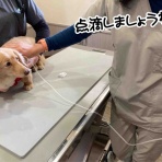 メルロコ一家の横須賀ストーリー