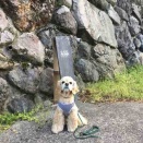 冬の白もステキ