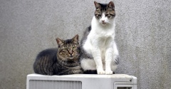 たまお　負けない猫の思い出３