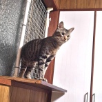 うちのとらまる