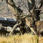 我楽音 響のCUT&TRY