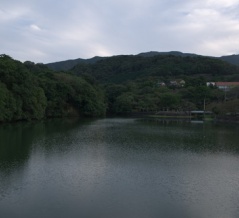 鴨な黄昏どき(戸川ダム公園・2026.9.17) その1