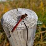 「うつ」の心に癒しを。