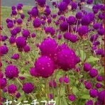 ときめき老テニス