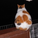 猫に小判を与えたら。 埋蔵金：千九百九拾六両　飯ぃさえ喰ぅえばぁ・・・。