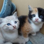 猫の里親募集サイトの条件厳しすぎワロタｗｗｗｗ