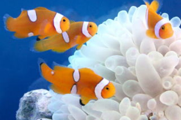 Web限定 仲良しセット 個体販売 Cb オレンジストームクラウンフィッシュ 観賞魚生体 Www Amf46 Fr