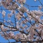 NPO法人はんどいんはんど東総のBLOG