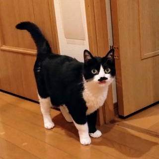 公園のネコたち