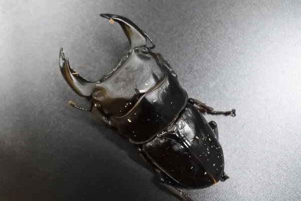 珍マダガスカルのカブトムシ ジュリエットノコギリクワガタの 珍マダガスカルのカブトムシ ジュリエットノコギリクワガタの