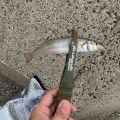 ⭐︎キス釣り調査隊⭐︎