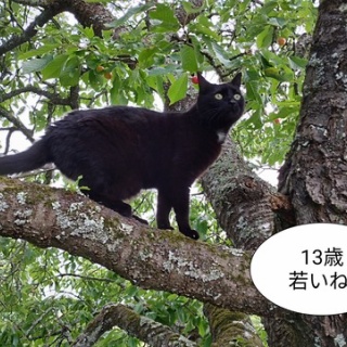 ソワレが要らないフランス暮らし