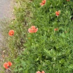 通勤ウォーカー