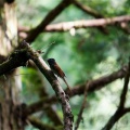 埼玉某所にあの野鳥を探しに行きました！