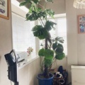 モンステラの管理