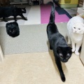 Yさんのお当番日記『可愛いは正義』。