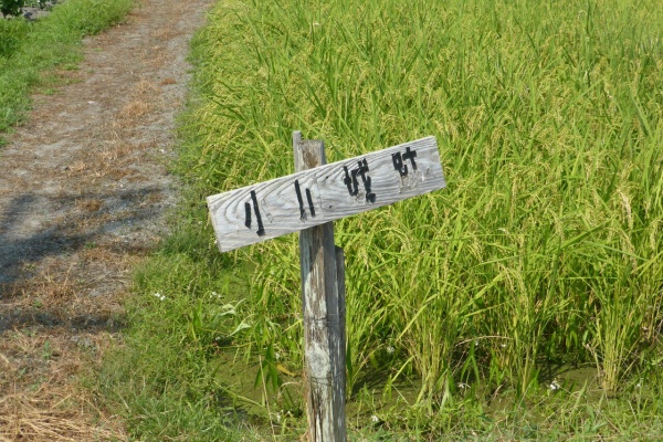 お城さん ﾟwﾟ ﾉ 高島市