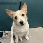 京都 ペットショップワンラブ MOMOテラス店 スタッフブログ