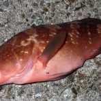  釣果で証明する釣りの理論 ── 私が思うところ。