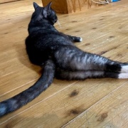 姉の家の猫が甘えてくれた話と名古屋でのランチ