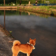 夏