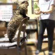 【猫写真】マロちゃんは隠れるのが好き