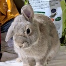 保護うさぎ・なつかくん