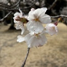 4月に入りました^_−☆